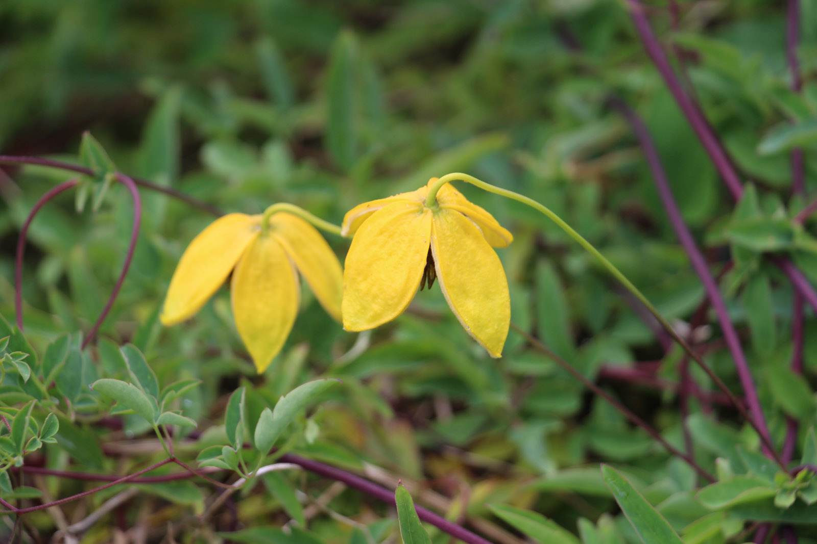 کلماتیس پوست پرتقالی